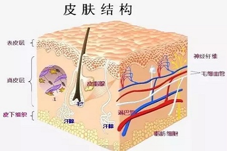 為什么瘦人也會有“肥胖紋”？