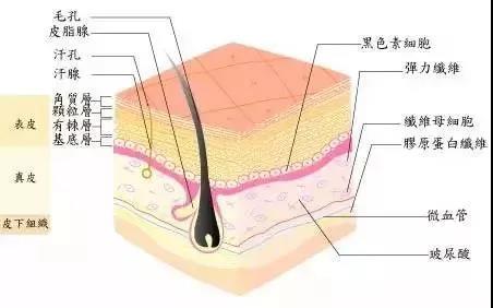 玻尿酸