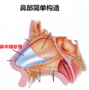 隆鼻術醫院哪些專業靠譜，鼻中隔軟骨隆鼻價格是多少